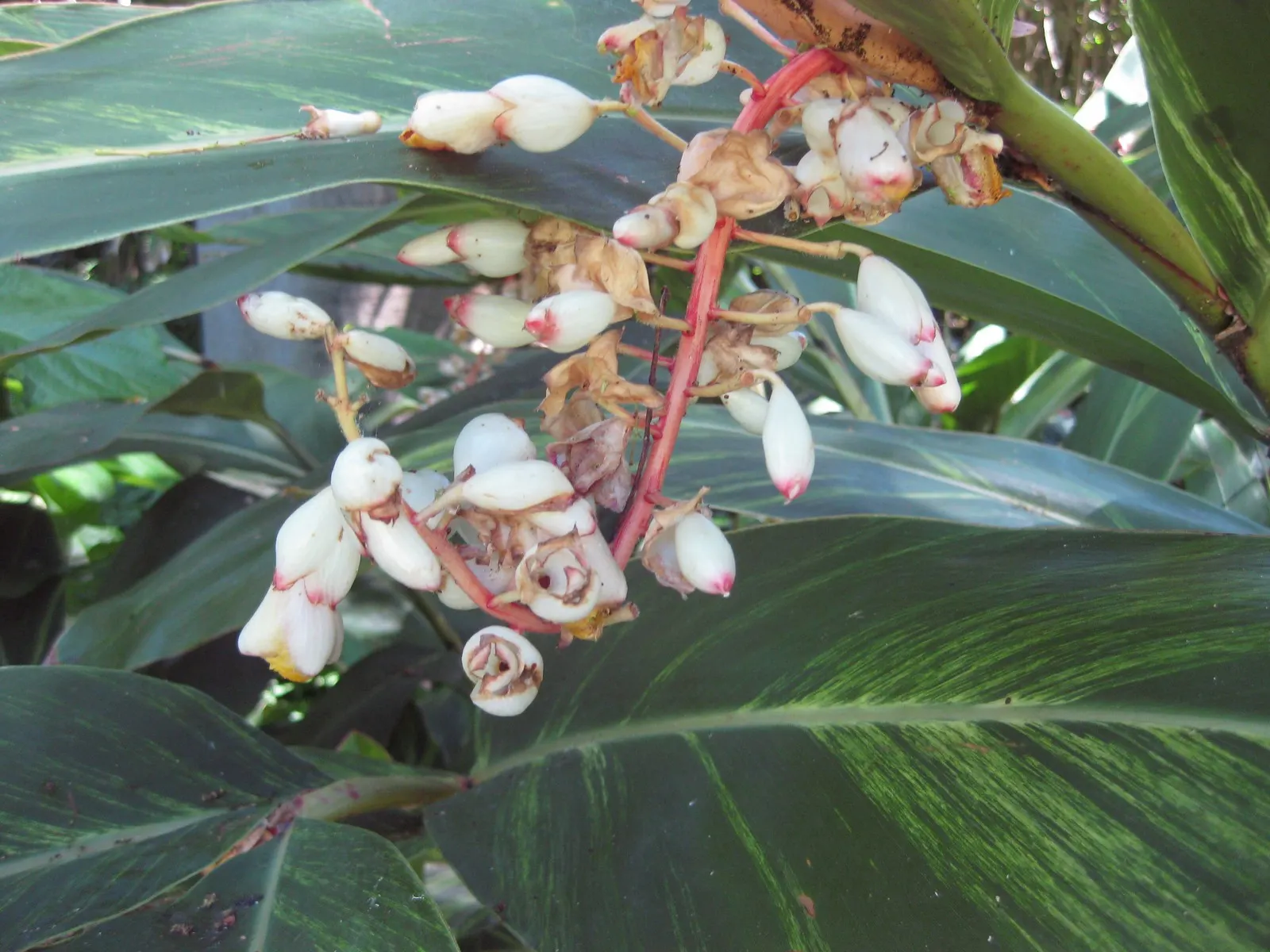 Ginger Lily (Hedychium Sp.) — with a spread of 2 to 3 feet