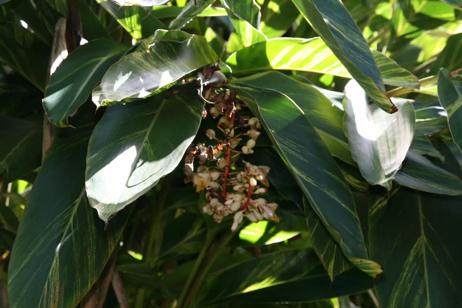 Ginger Lily (Hedychium Sp.) — regular watering and fertilization are advised during their active growing season