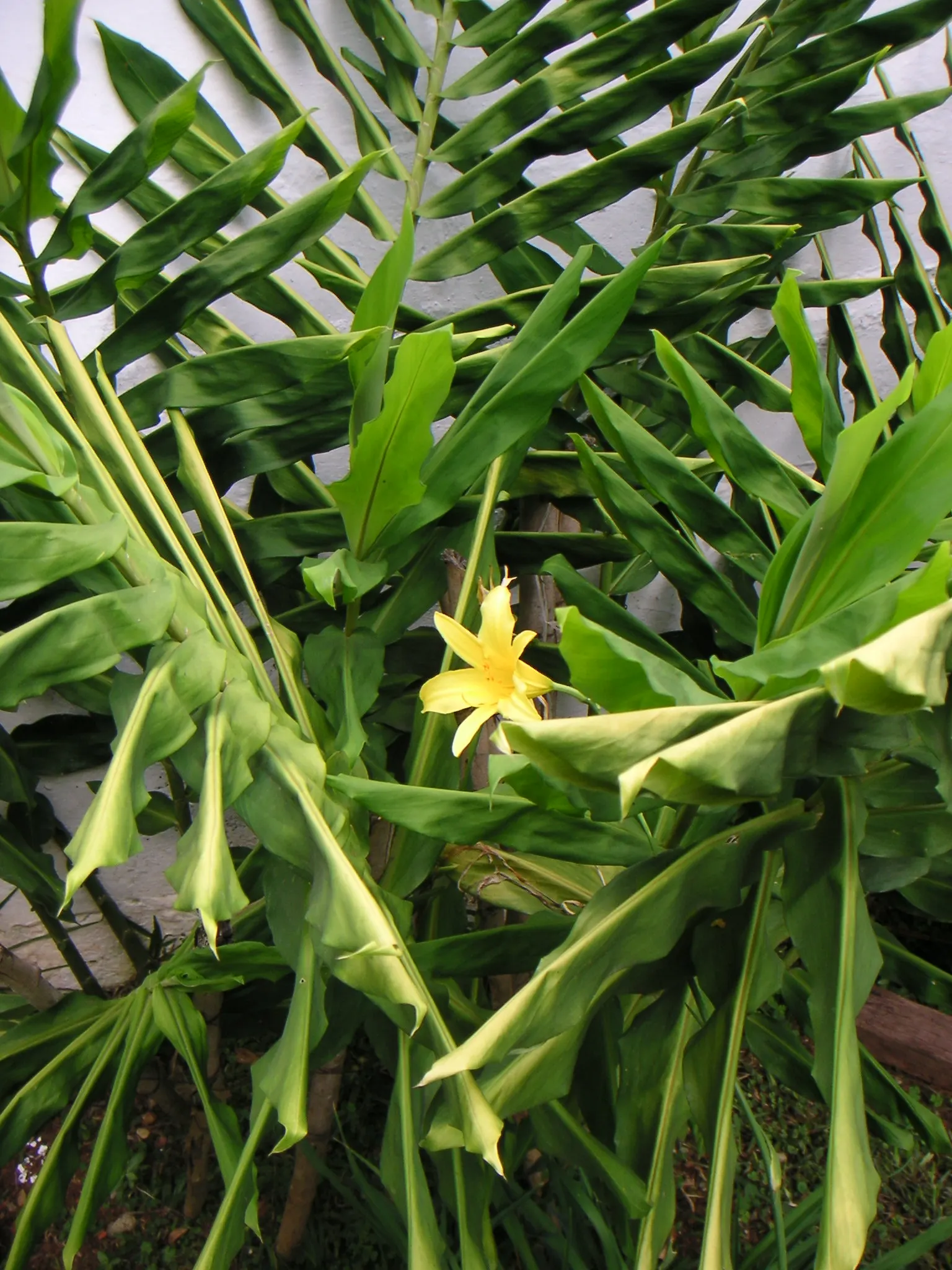 Ginger Lily (Hedychium Sp.) — attracting hummingbirds and butterflies to the garden.<br><br>For optimal growth; the plant is recognized for its, image 106