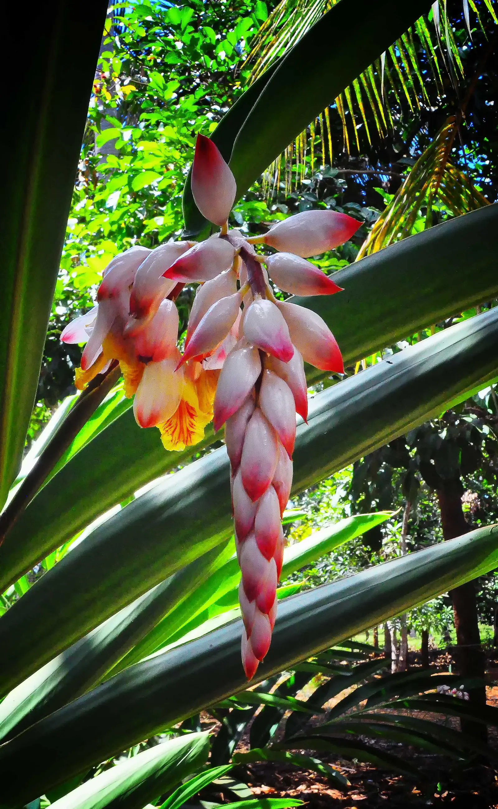 Ginger Lily (Hedychium Sp.) — Their lance-shaped leaves provide a lush backdrop for summer and fall blossoms that range from white to orange; the, image 88