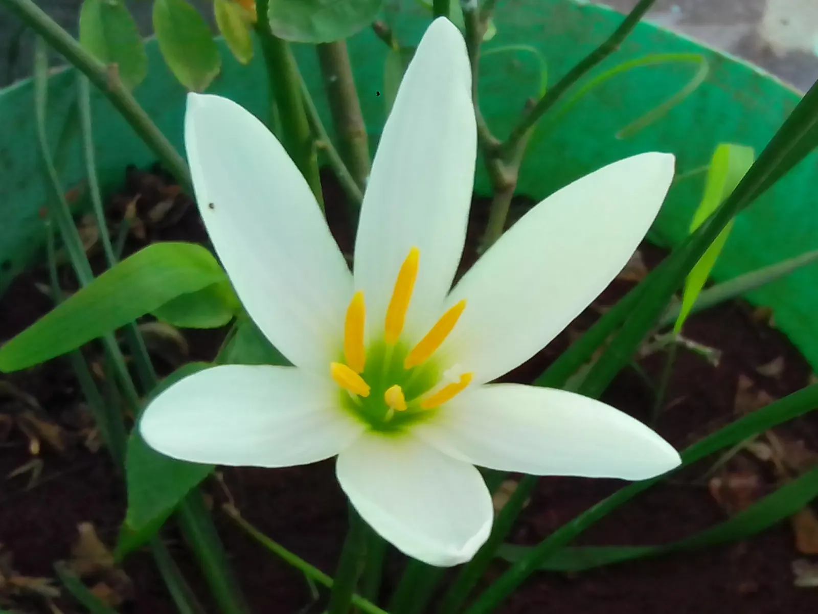 Ginger Lily (Hedychium Sp.) — and can reach heights of 3-6 feet with a spread of 2-3 feet; they boast lance-shaped leaves that can be up to 2 feet, image 87