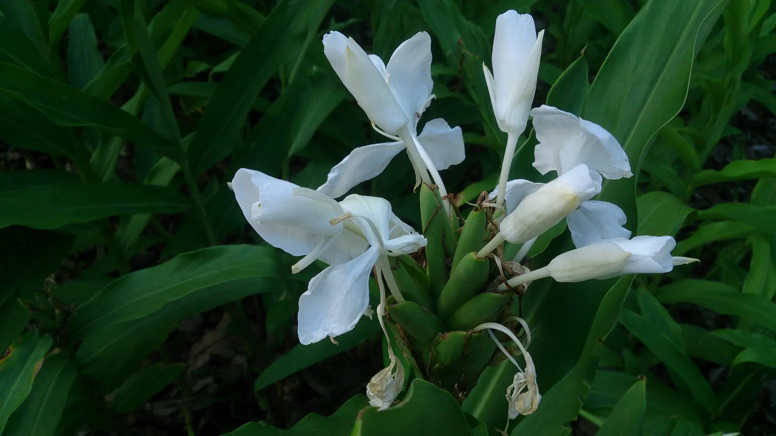 Ginger Lily (Hedychium Sp.) — The plant is recognized for its showy and aromatic flowers; they boast lance-shaped leaves that can be up to 2 feet, image 67