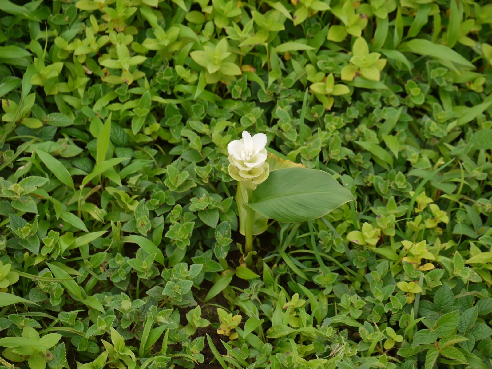 Ginger Lily (Hedychium Sp.) — They thrive in partial shade to full sun
