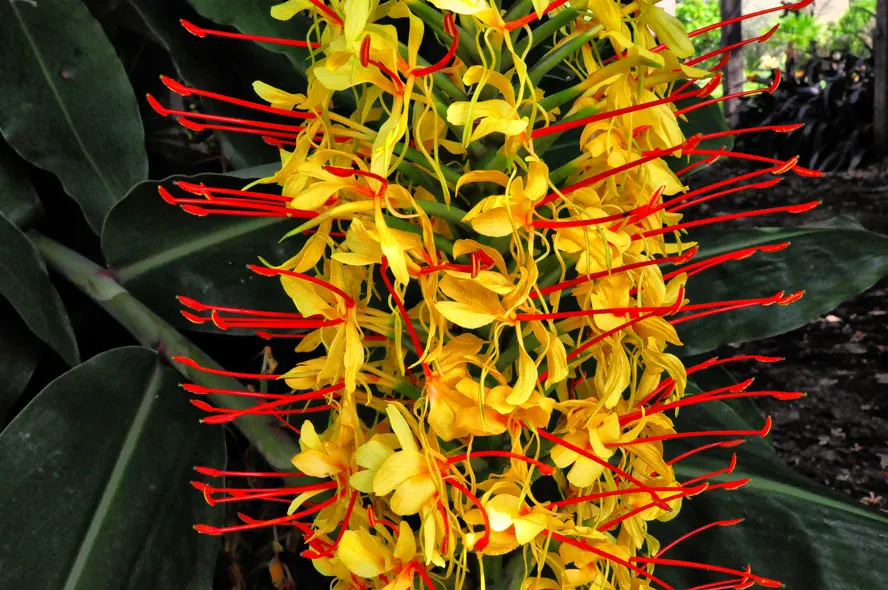 Ginger Lily (Hedychium Sp.) — Their sweet scent is a compelling feature; their lance-shaped leaves provide a lush backdrop for summer and fall blossoms that