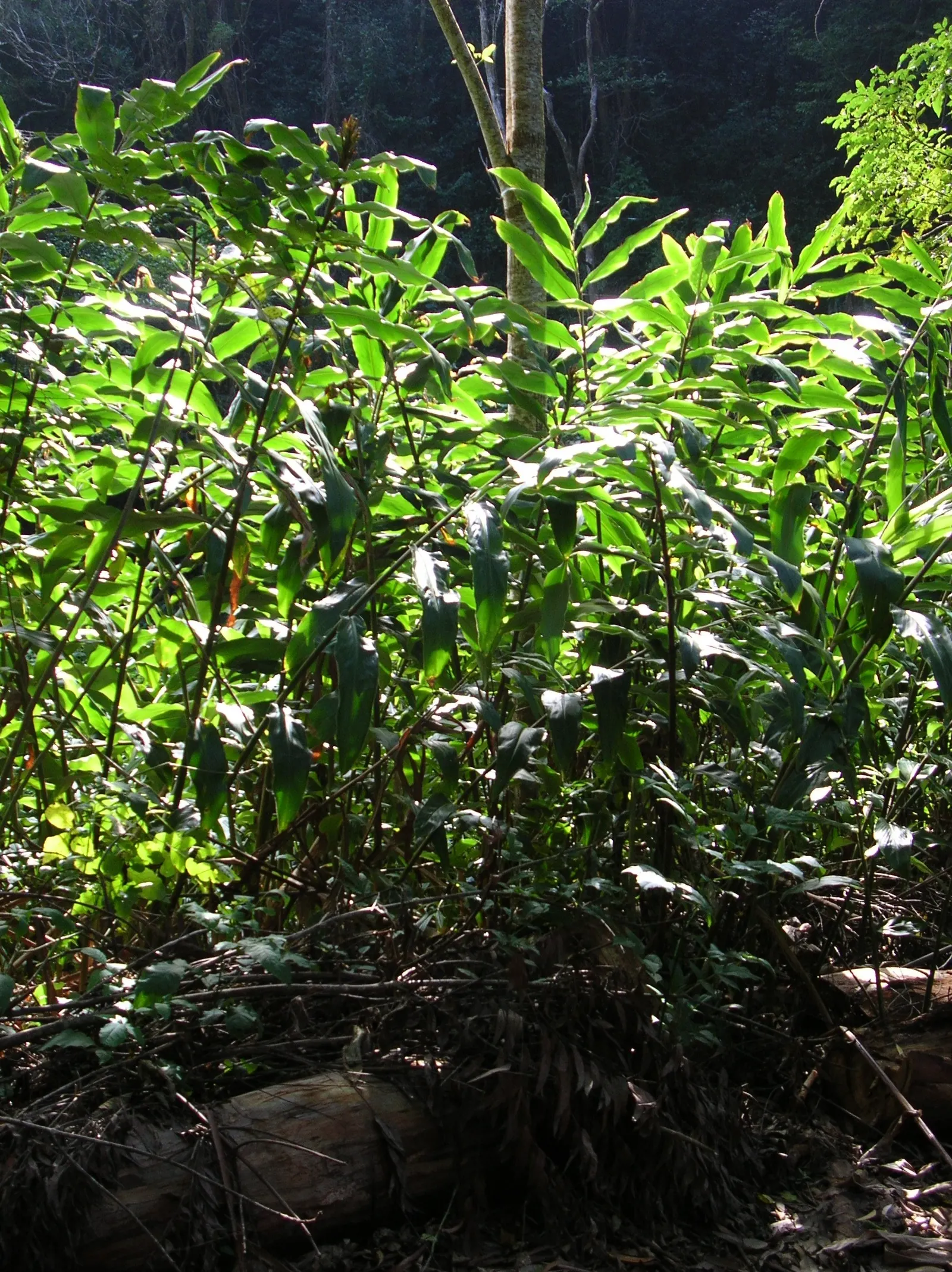 Ginger Lily (Hedychium Sp.) — It thrives in rich, well-draining soil with medium moisture content; their lance-shaped leaves provide a lush backdrop for summer
