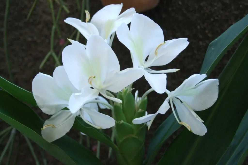 Ginger Lily (Hedychium Sp.) — They boast lance-shaped leaves that can be up to 2 feet long and 4 inches wide; the plant is recognized for its showy and