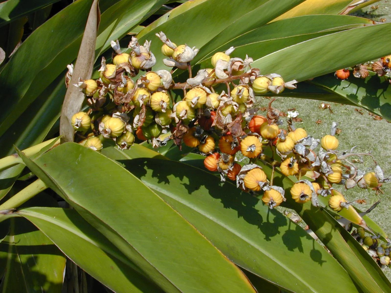 Ginger Lily (Hedychium Sp.) — Ginger Lilies can serve as a striking backdrop or as focal points in borders and beds; their lance-shaped leaves, image 101