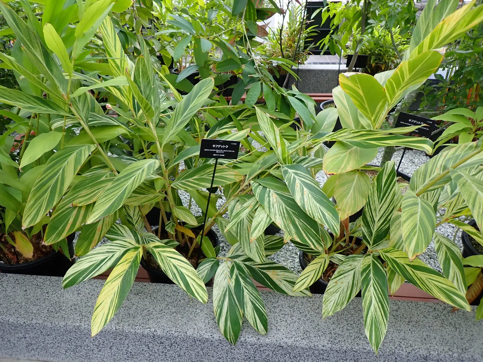 Ginger Lily (Hedychium Sp.) — Hardy in USDA zones 8-10, they add a tropical flair to any garden; their lance-shaped leaves provide a lush backdrop, image 61