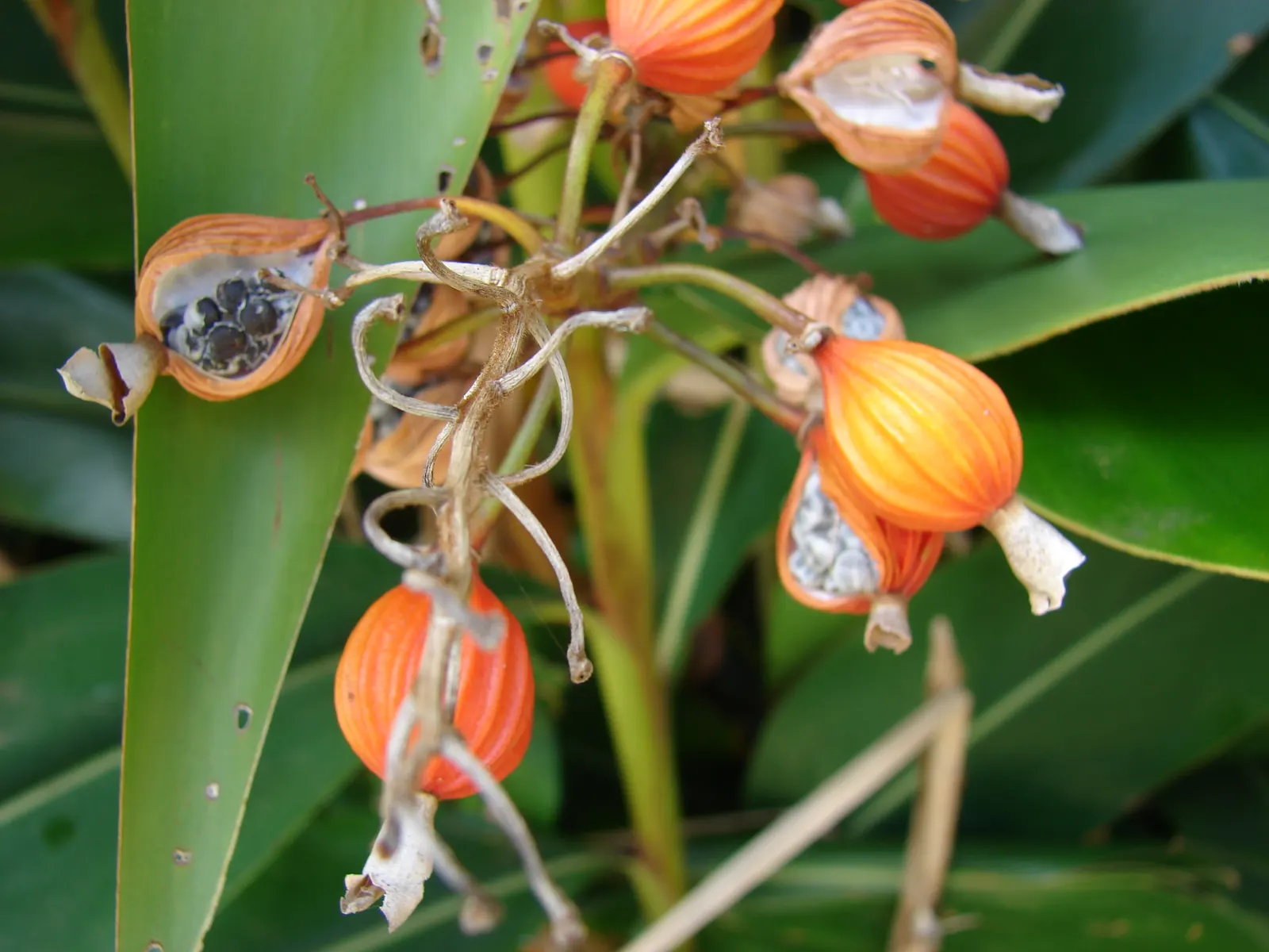 Ginger Lily (Hedychium Sp.) — It thrives in rich, well-draining soil with medium moisture content; their lance-shaped leaves provide a lush, image 69