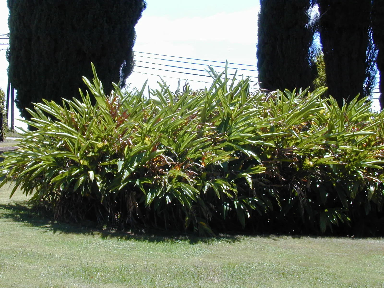 Ginger Lily (Hedychium Sp.) — The plant is recognized for its showy and aromatic flowers