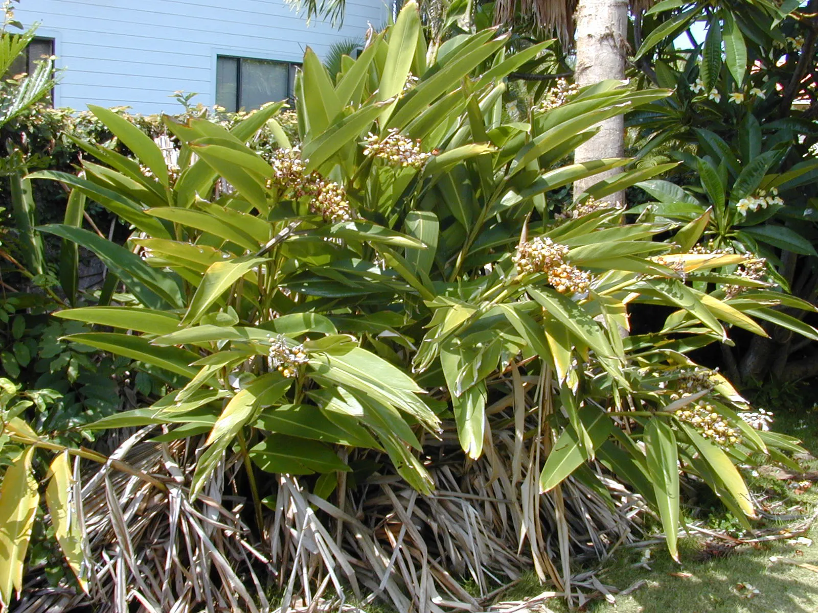 Ginger Lily (Hedychium Sp.) — scientifically referred to as Hedychium species; the plant is recognized for its showy and aromatic flowers, image 62