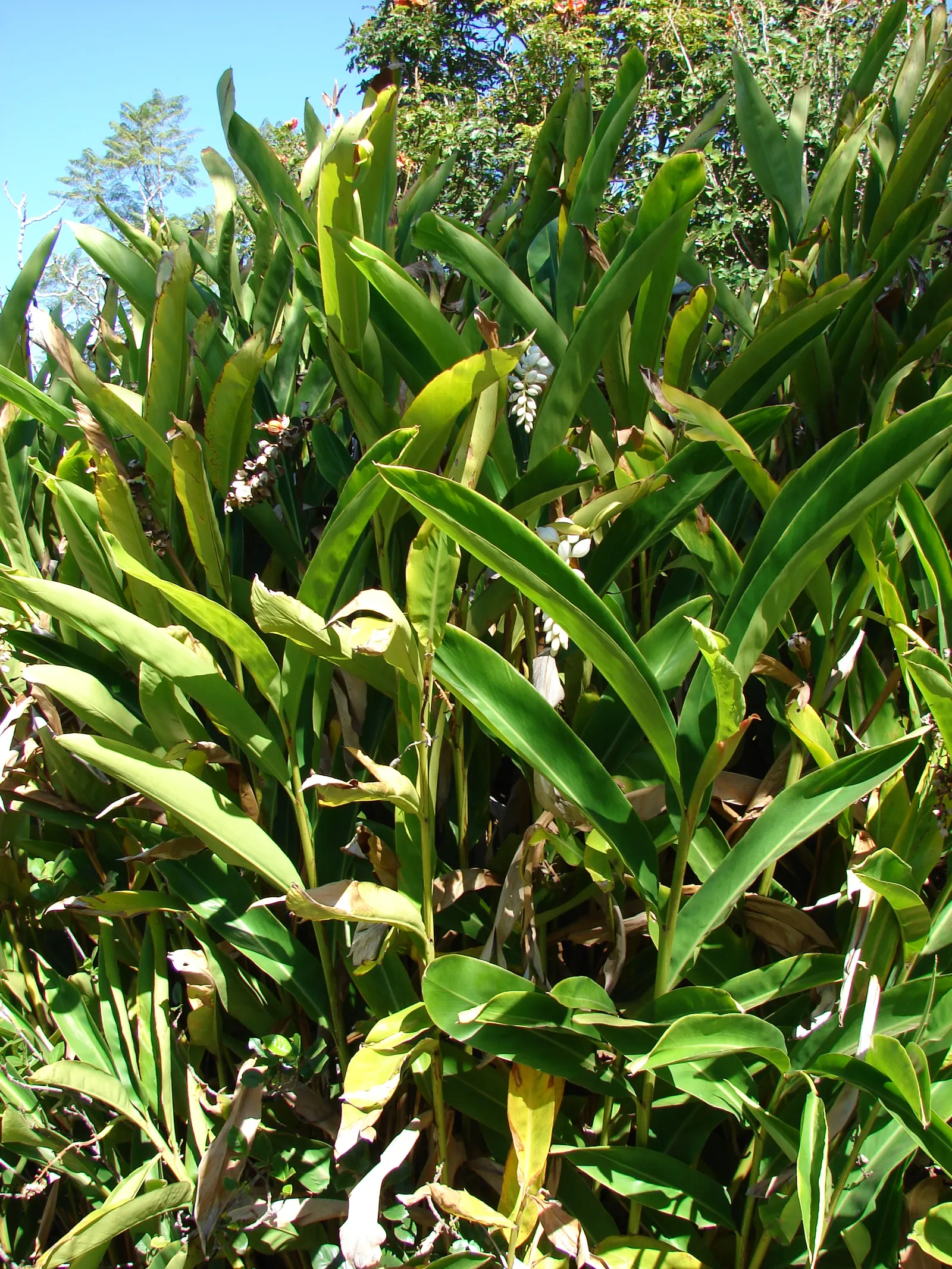 Ginger Lily (Hedychium Sp.) — This perennial belongs to the Zingiberaceae family; the cut flowers of Ginger Lily are excellent for arrangements, image 64
