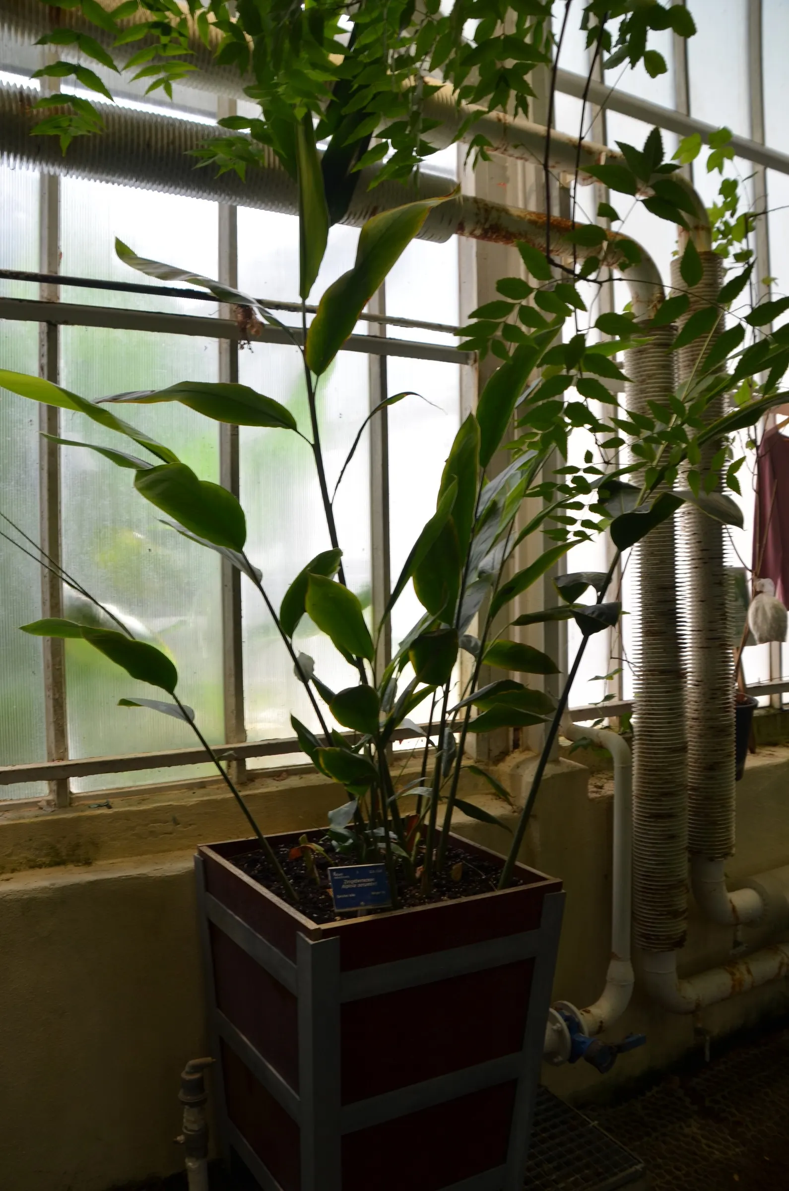 Ginger Lily (Hedychium Sp.) — it is recommended to place them in a location that receives partial to full sunlight