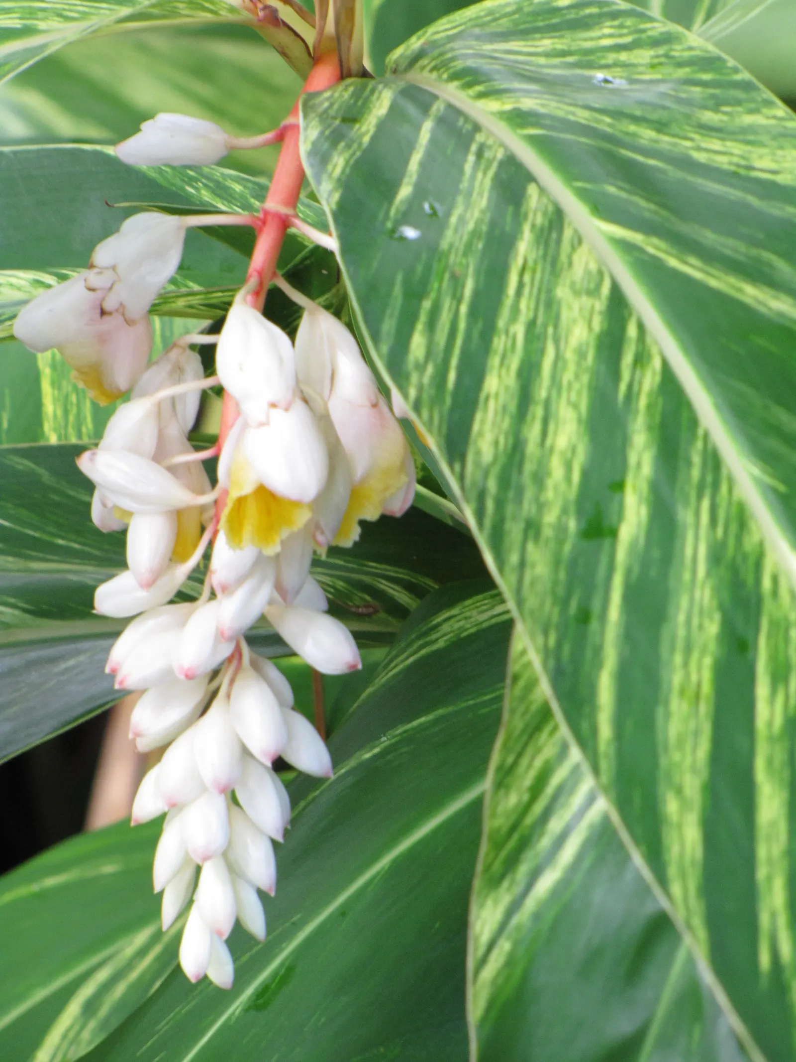 Ginger Lily (Hedychium Sp.) — green canopies.<br><br>During late summer to early fall; they boast lance-shaped leaves that can be up to 2 feet long, image 103