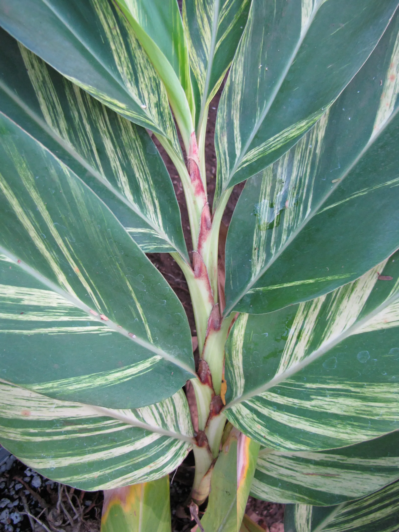 Ginger Lily (Hedychium Sp.) — perennial for full or half or shade