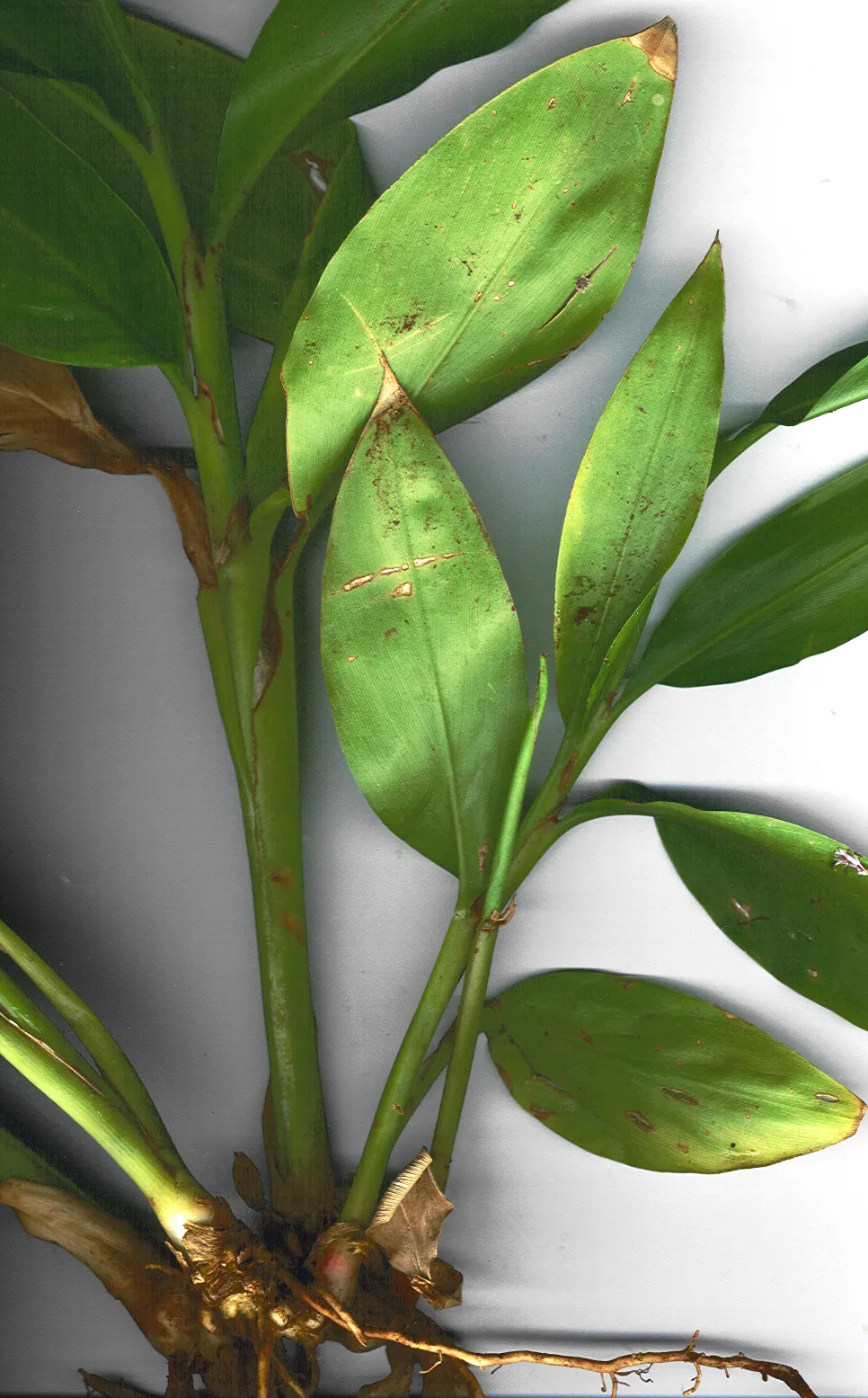 Ginger Lily (Hedychium Sp.) — though in hotter climates; they boast lance-shaped leaves that can be up to 2 feet long and 4 inches wide, image 71
