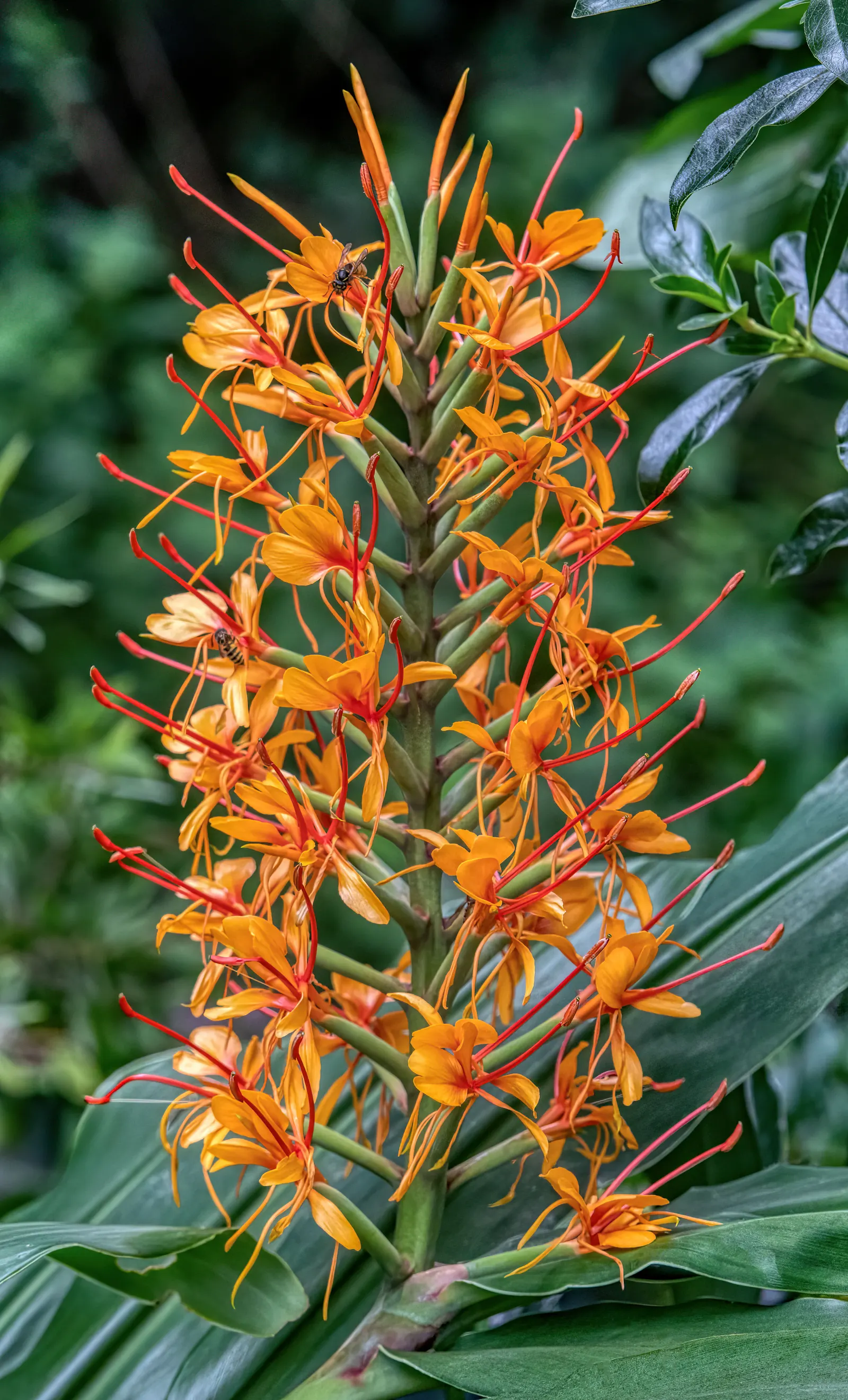 Ginger Lily (Hedychium Sp.) — though please note it is not typically used in cooking; the plant is recognized for its showy and aromatic flowers, image 94