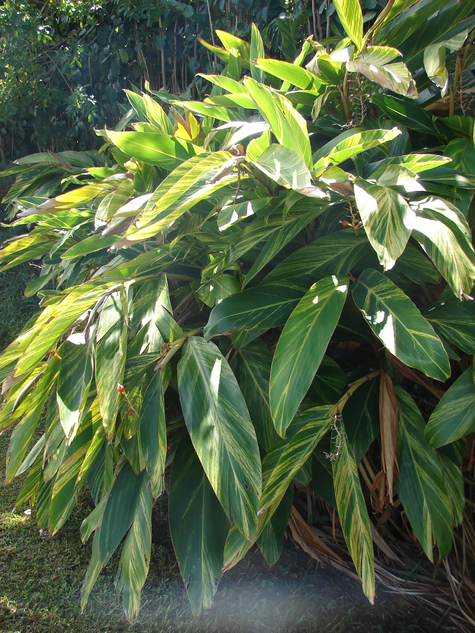 Ginger Lily (Hedychium Sp.) — their blooms captivate with vibrant hues ranging from white to yellow and even red