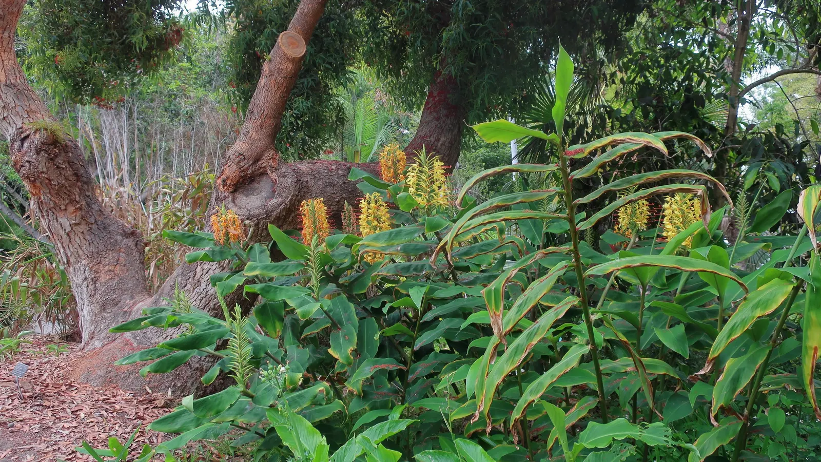 Ginger Lily (Hedychium Sp.) — it is recommended to place them in a location that receives partial to full sunlight; the plant is recognized for its, image 70