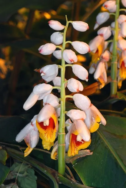 Ginger Lily (Hedychium Sp.) — Ginger Lilies can serve as a striking backdrop or as focal points in borders and beds; their lance-shaped leaves provide a lush