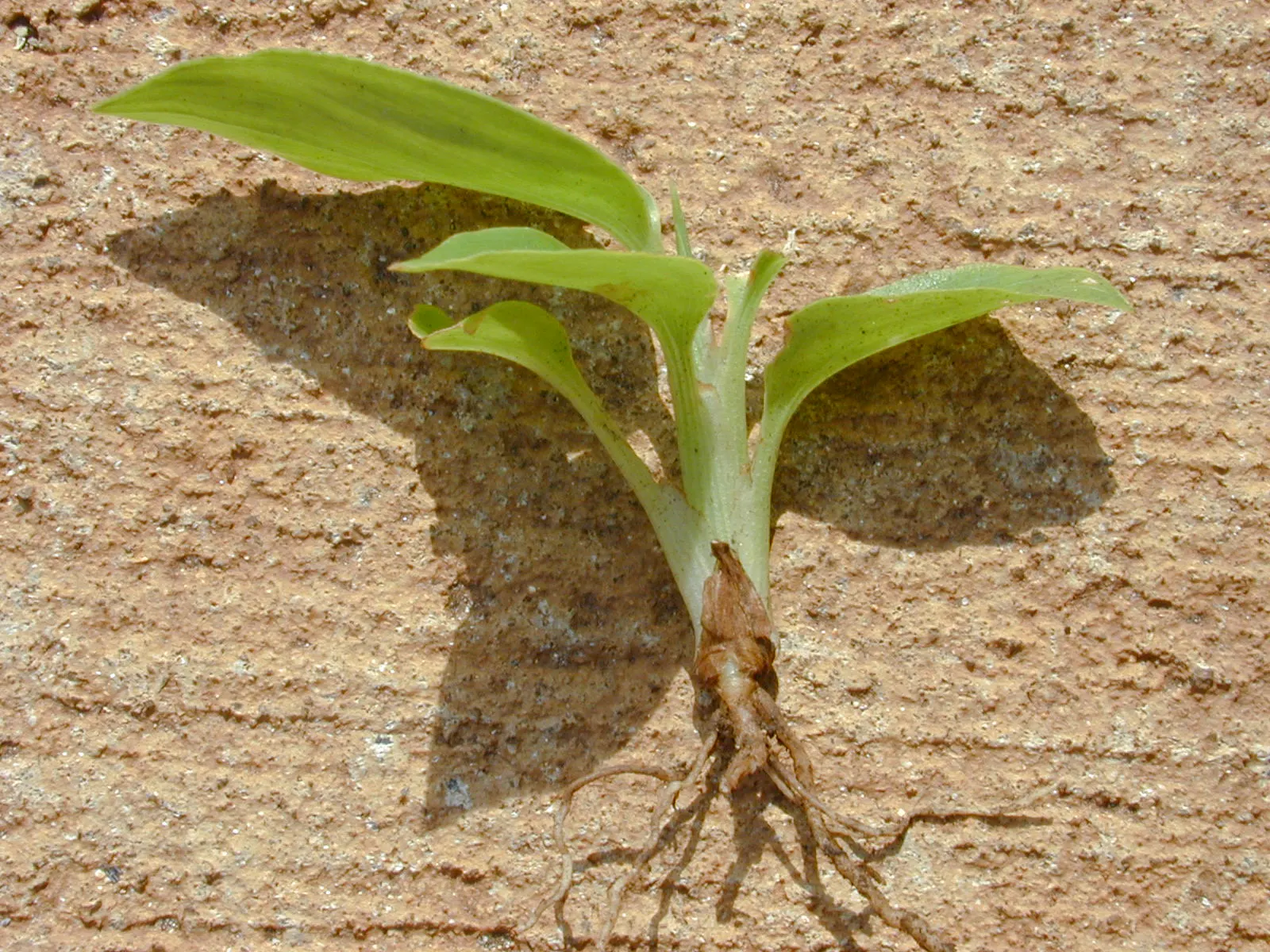 Ginger Lily (Hedychium Sp.) — sharing a kinship with culinary ginger
