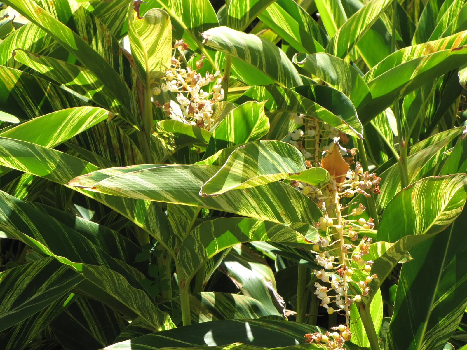 Ginger Lily (Hedychium Sp.) — flourishes in USDA hardiness zones 8 to 11