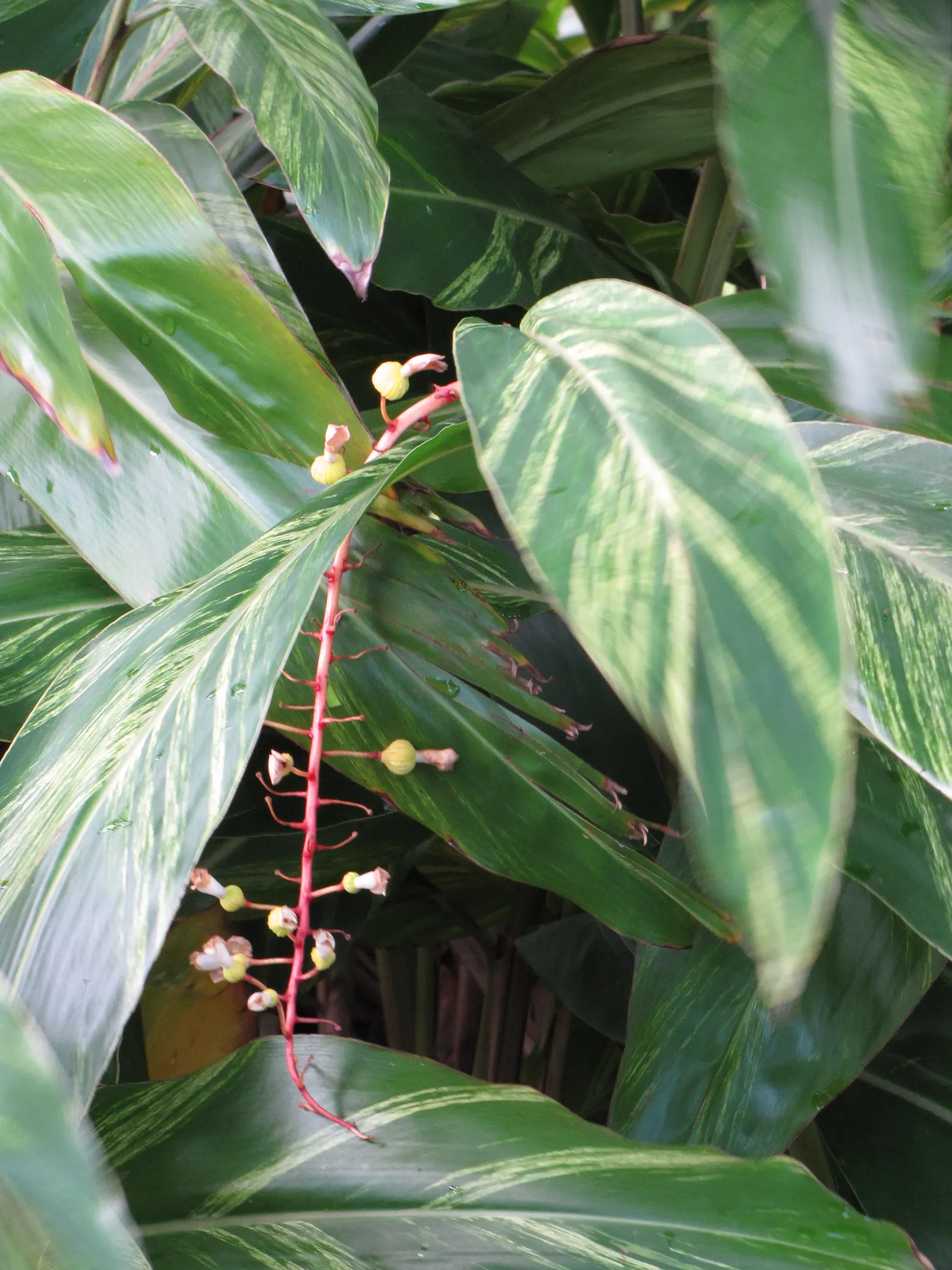 Ginger Lily (Hedychium Sp.) — gold and multi-colored and orange and red and white flowers in the garden