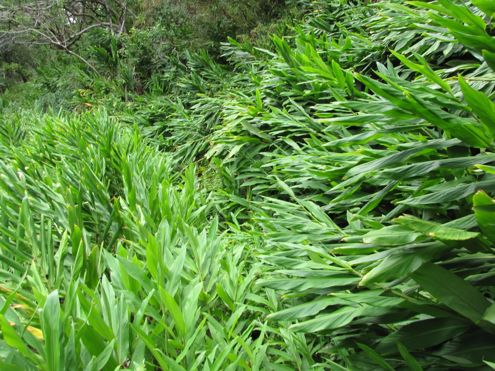 Ginger Lily (Hedychium Sp.) — The Ginger Lily (Hedychium spp.) is a rhizomatous perennial famous for its fragrant, showy flowers; their, image 57