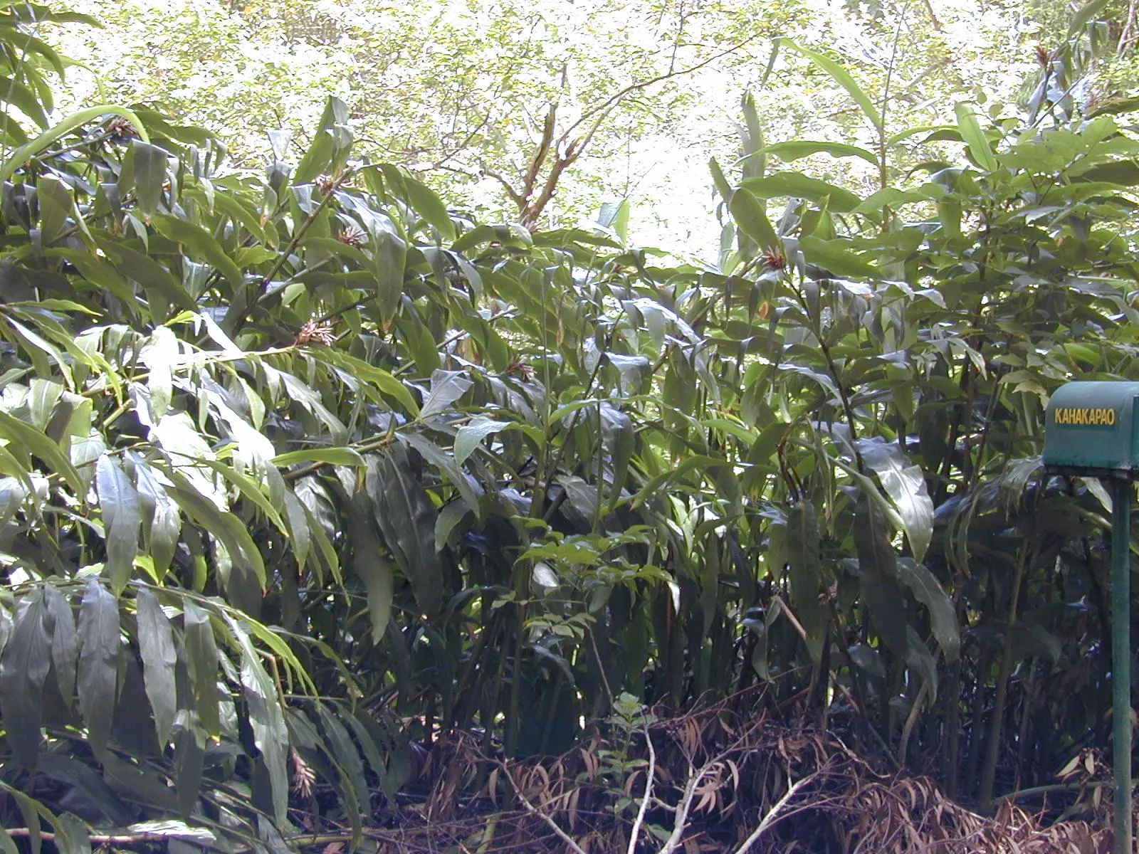 Ginger Lily (Hedychium Sp.) — attracting hummingbirds and butterflies to the garden.<br><br>For optimal growth; the plant is recognized for its showy and