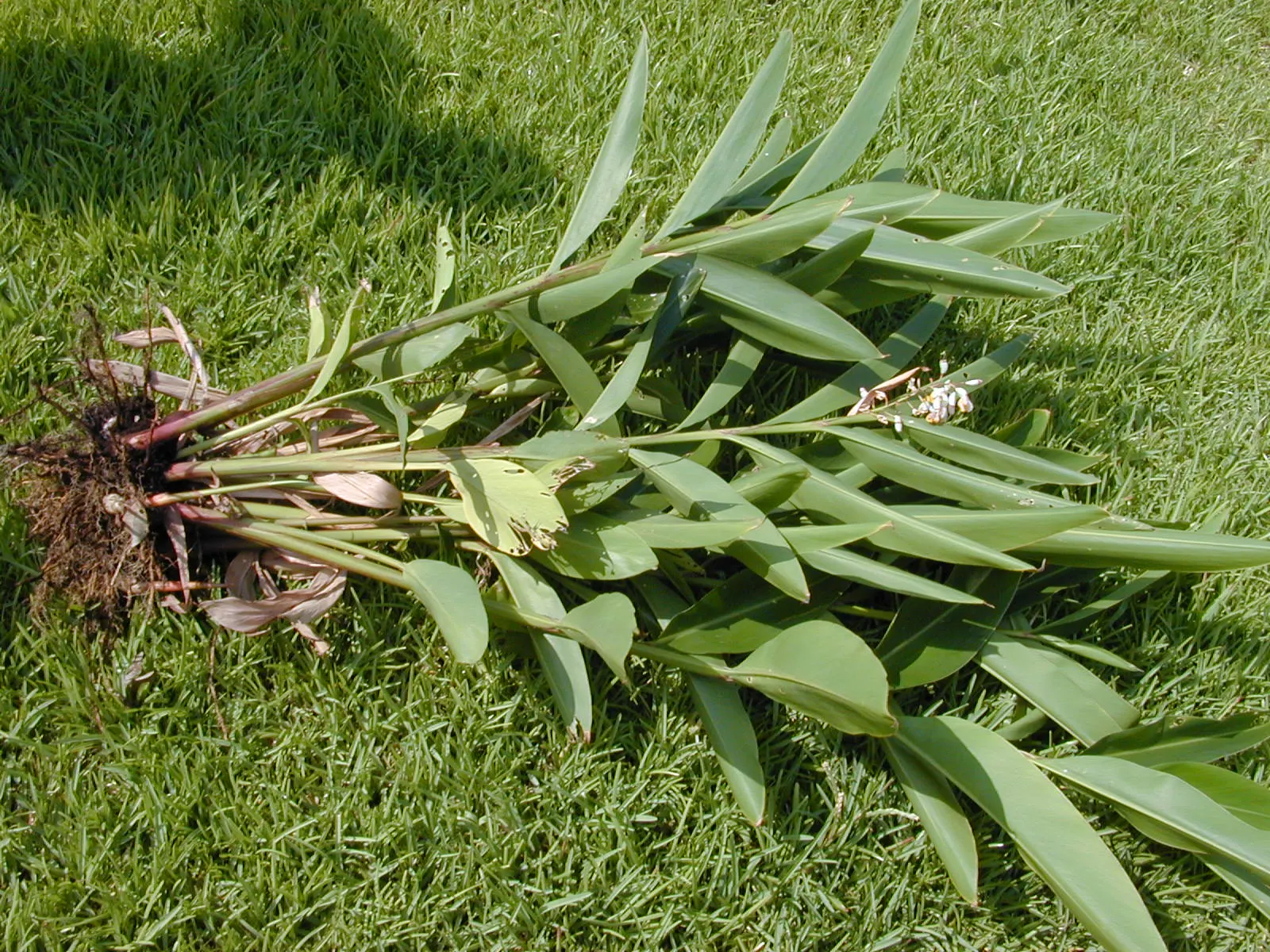 Ginger Lily (Hedychium Sp.) — though please note it is not typically used in cooking; the plant is recognized for its showy and aromatic flowers, image 66