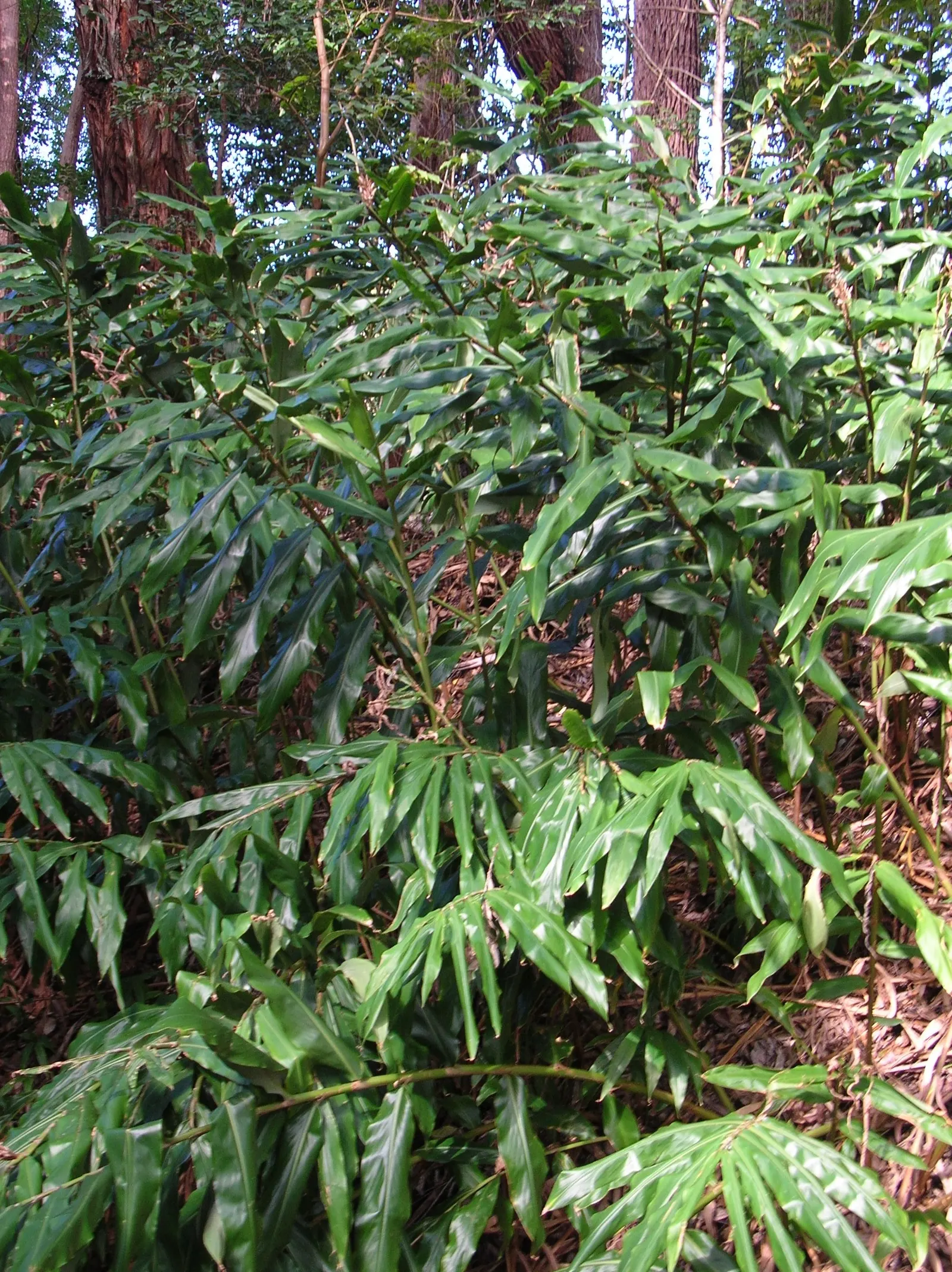 Ginger Lily (Hedychium Sp.) — flourishes in USDA hardiness zones 8 to 11; the cut flowers of Ginger Lily are excellent for arrangements