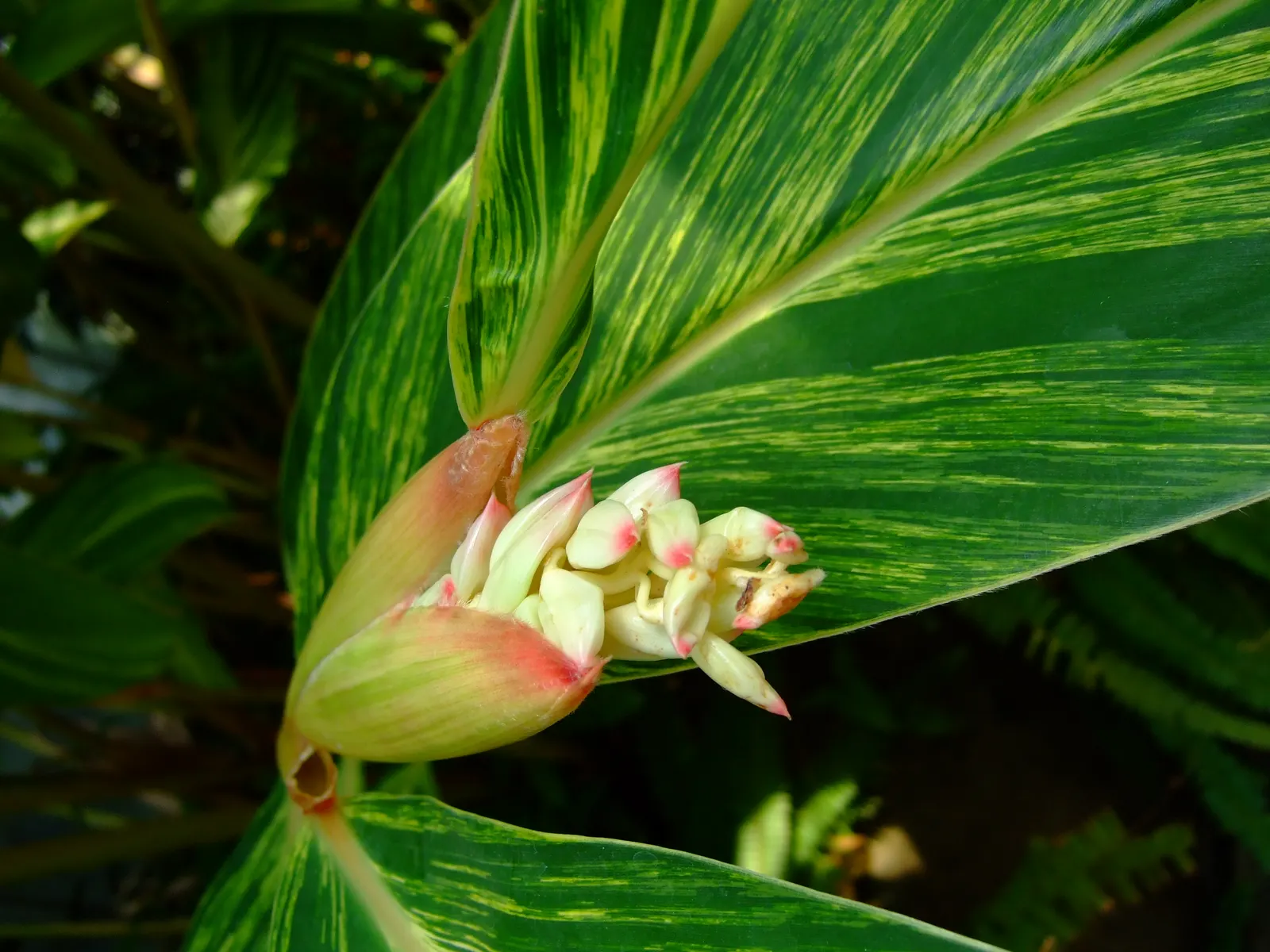 Ginger Lily (Hedychium Sp.) — their blooms captivate with vibrant hues ranging from white to yellow and even red; the cut flowers of Ginger Lily, image 76