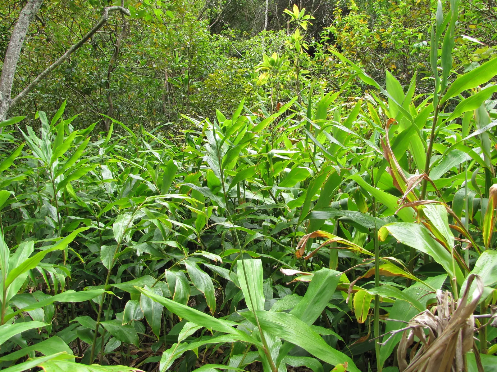Ginger Lily (Hedychium Sp.) — though in hotter climates; they boast lance-shaped leaves that can be up to 2 feet long and 4 inches wide
