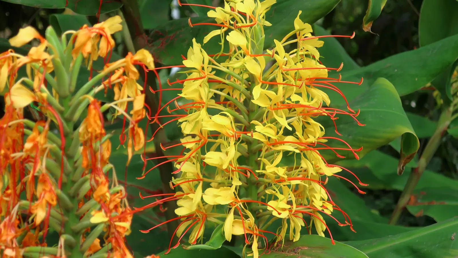 Ginger Lily (Hedychium Sp.) — is an exotic and fragrant addition to any landscape design; they boast lance-shaped leaves that can be up to 2 feet, image 91