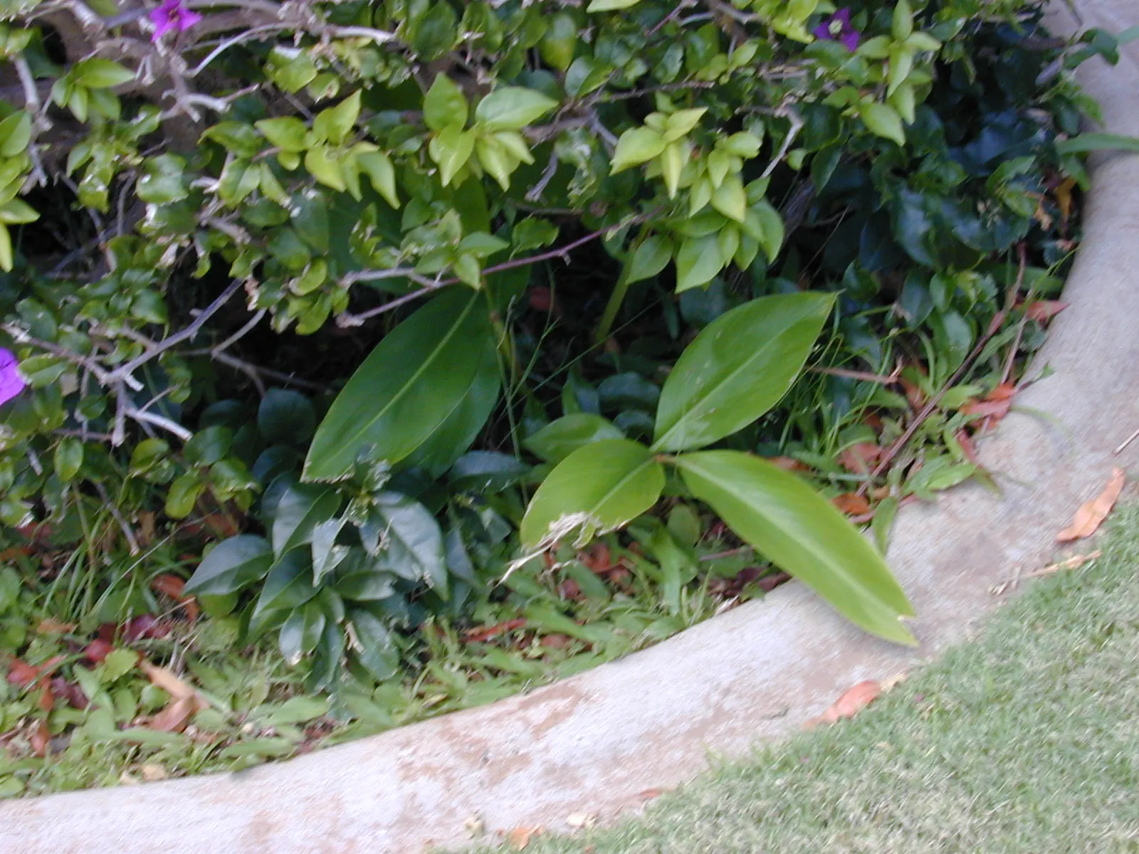 Ginger Lily (Hedychium Sp.) — Their sweet scent is a compelling feature