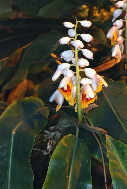 Ginger Lily (Hedychium Sp.) — Their sweet scent is a compelling feature; their lance-shaped leaves provide a lush backdrop for summer and fall, image 105