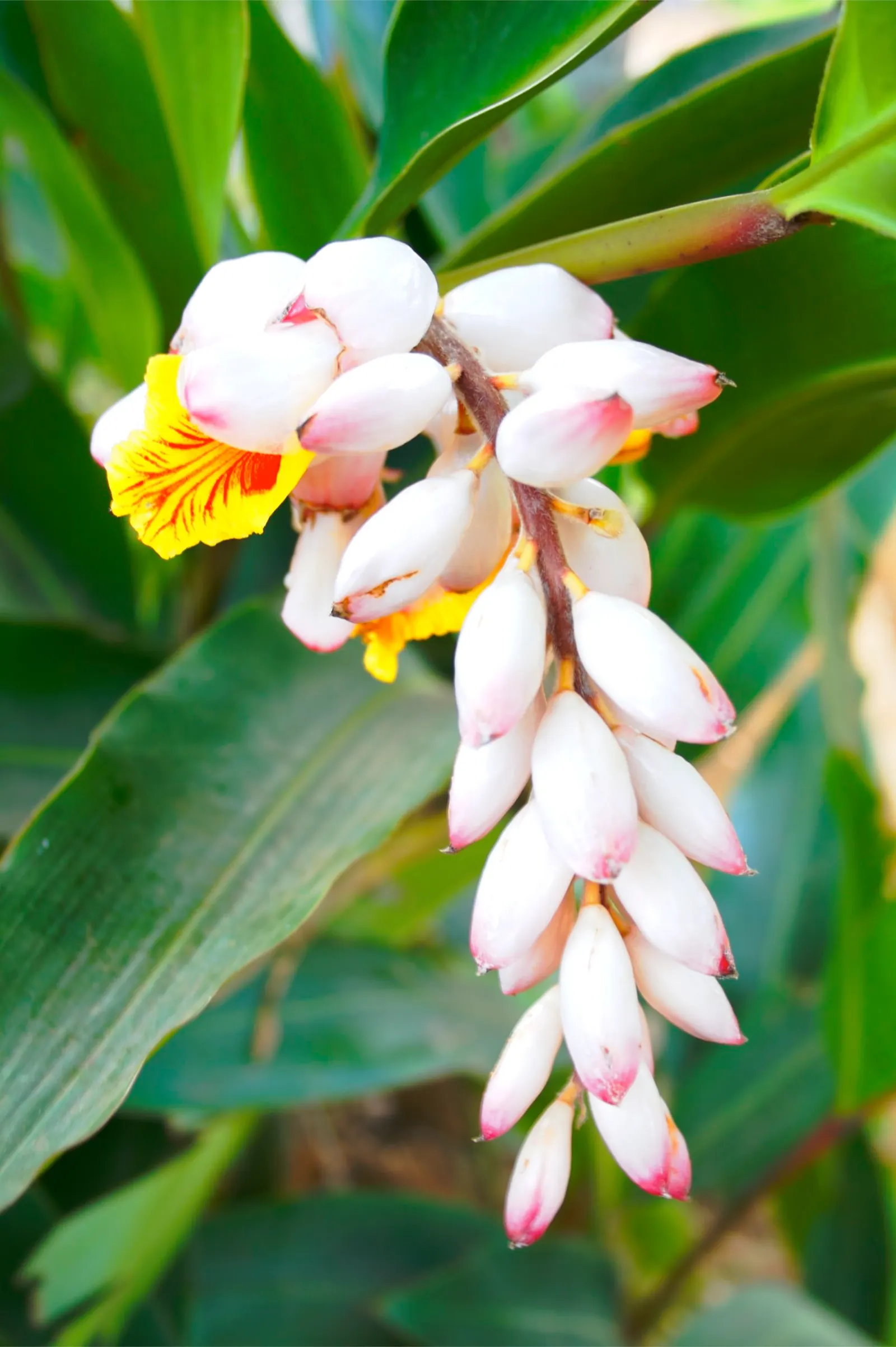 Ginger Lily (Hedychium Sp.) — scientifically referred to as Hedychium species