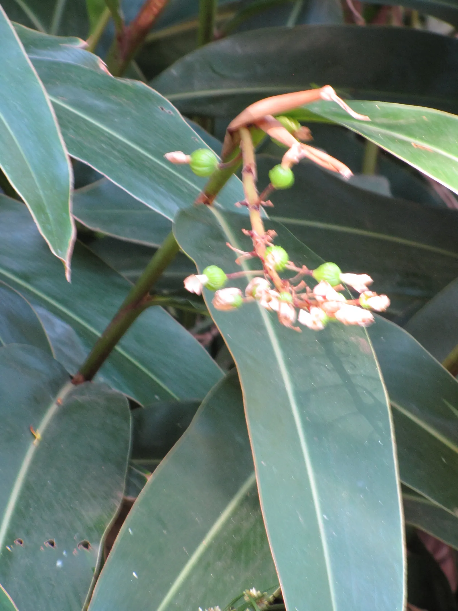 Ginger Lily (Hedychium Sp.) — with a spread of 2 to 3 feet; the cut flowers of Ginger Lily are excellent for arrangements, image 72
