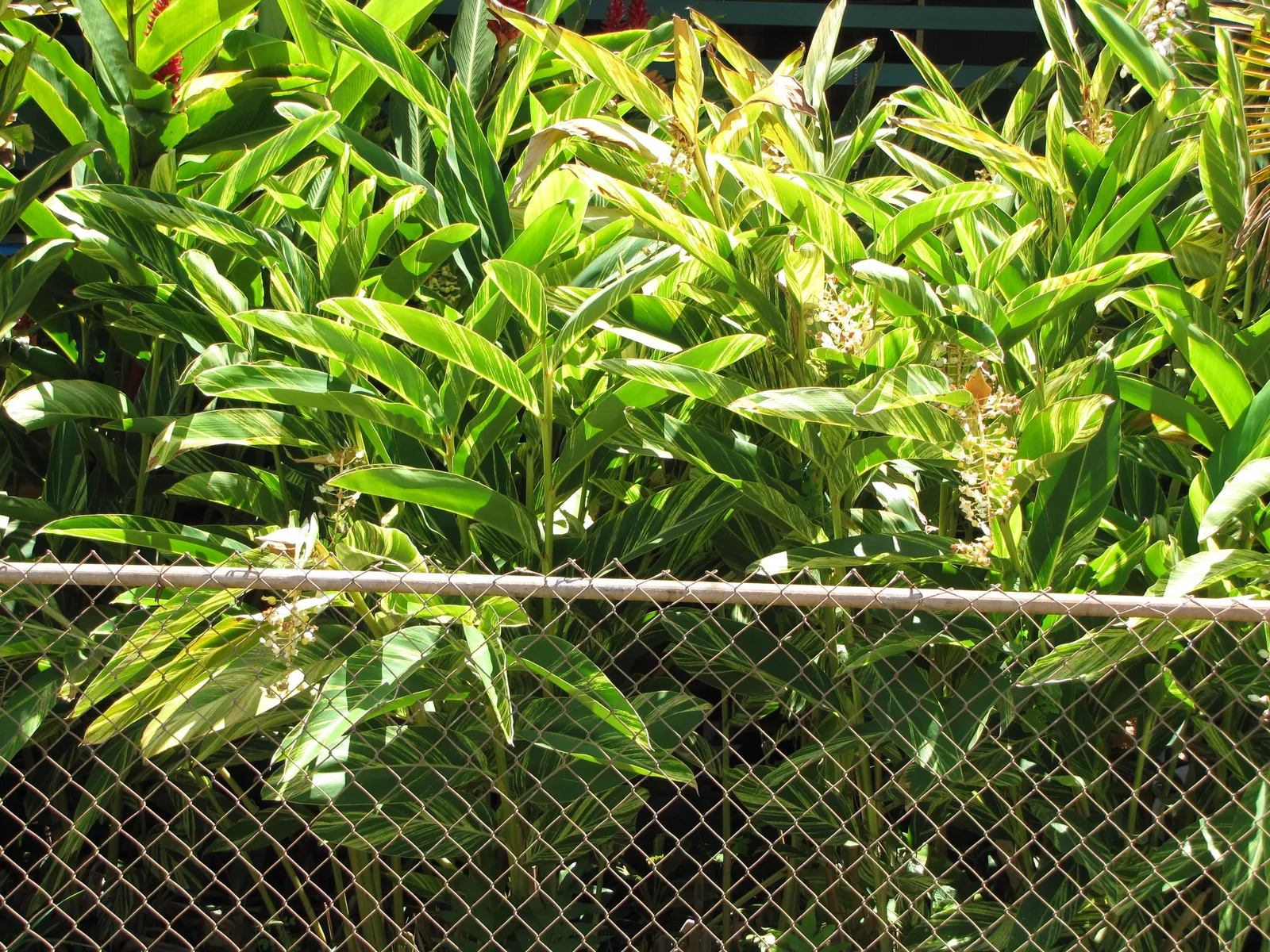 Ginger Lily (Hedychium Sp.) — scientifically referred to as Hedychium species; the plant is recognized for its showy and aromatic flowers