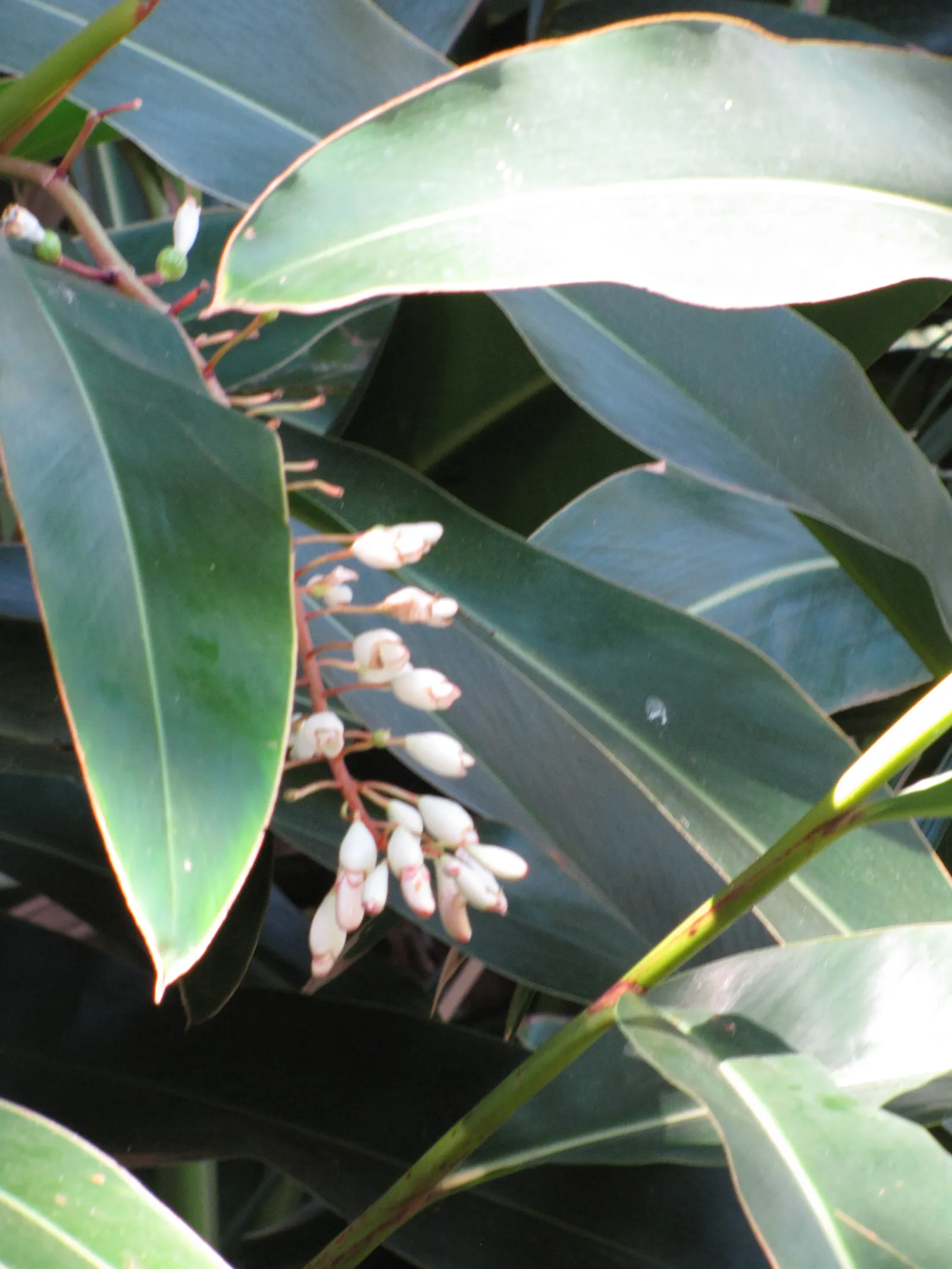 Ginger Lily (Hedychium Sp.) — the cut flowers of Ginger Lily are excellent for arrangements