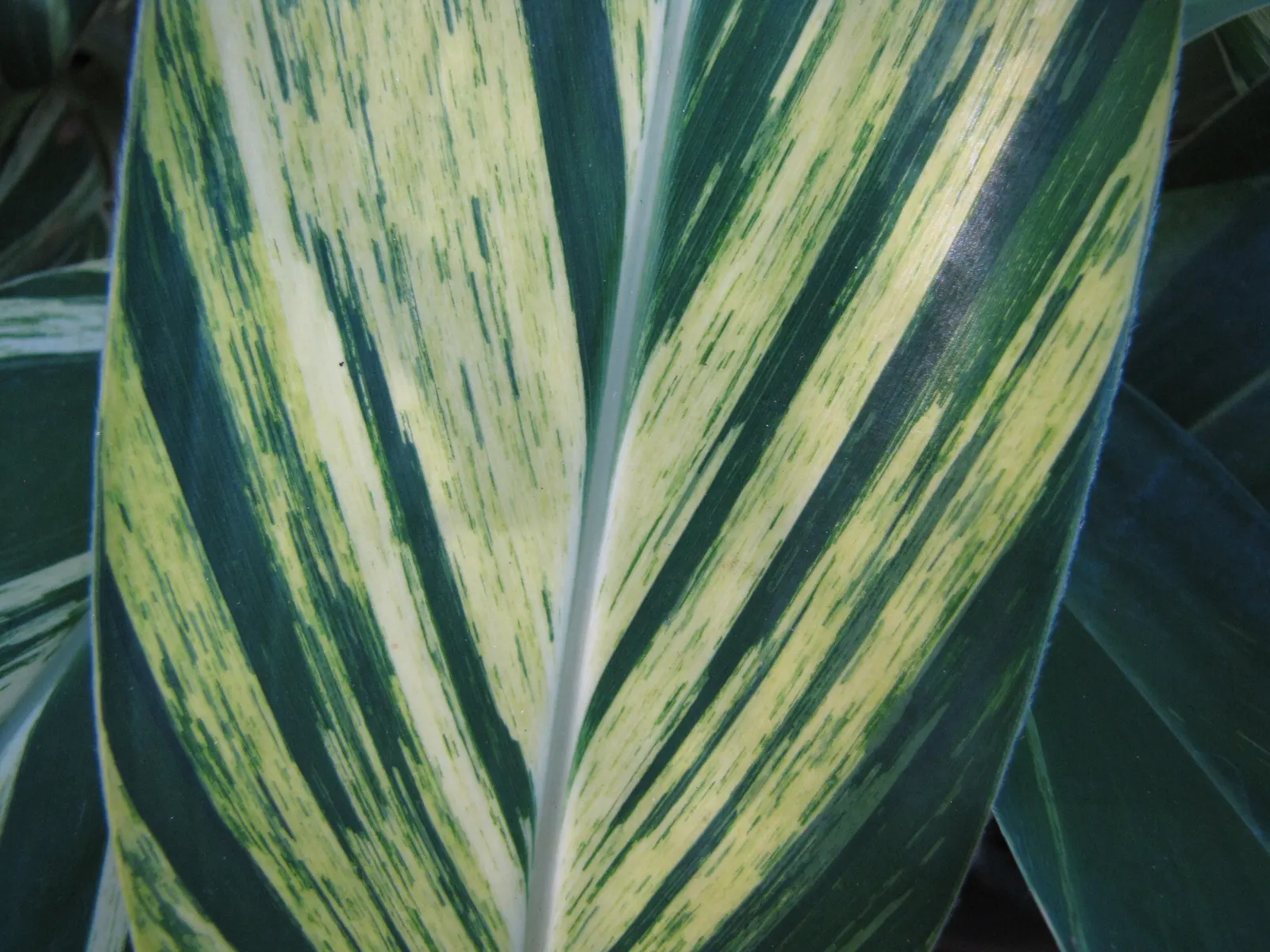 Ginger Lily (Hedychium Sp.) — is an exotic and fragrant addition to any landscape design; they boast lance-shaped leaves that can be up to 2 feet, image 63