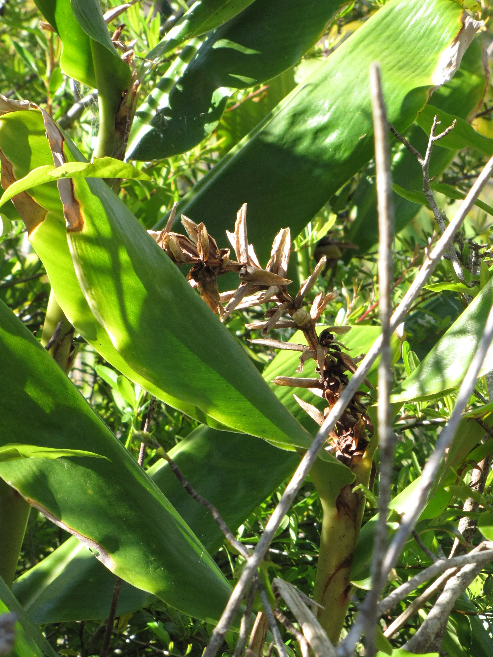 Ginger Lily (Hedychium Sp.) — and can reach heights of 3-6 feet with a spread of 2-3 feet; they boast lance-shaped leaves that can be up to 2 feet, image 59