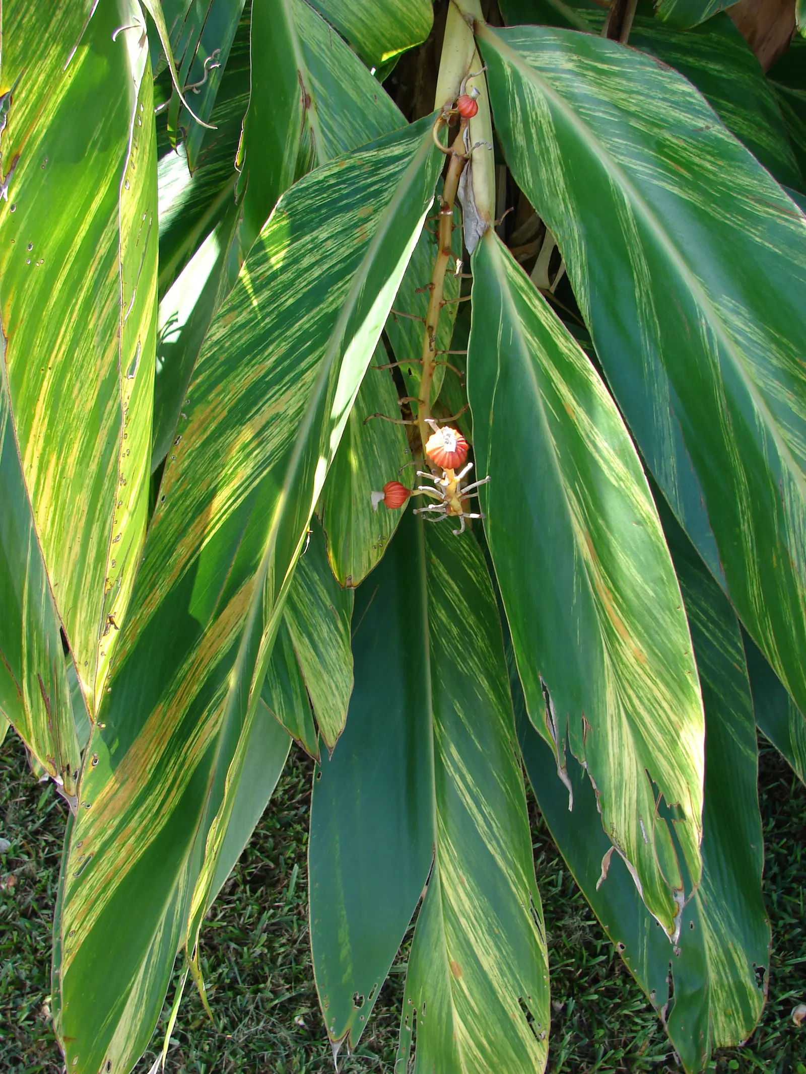 Ginger Lily (Hedychium Sp.) — They boast lance-shaped leaves that can be up to 2 feet long and 4 inches wide; the plant is recognized for its showy, image 102
