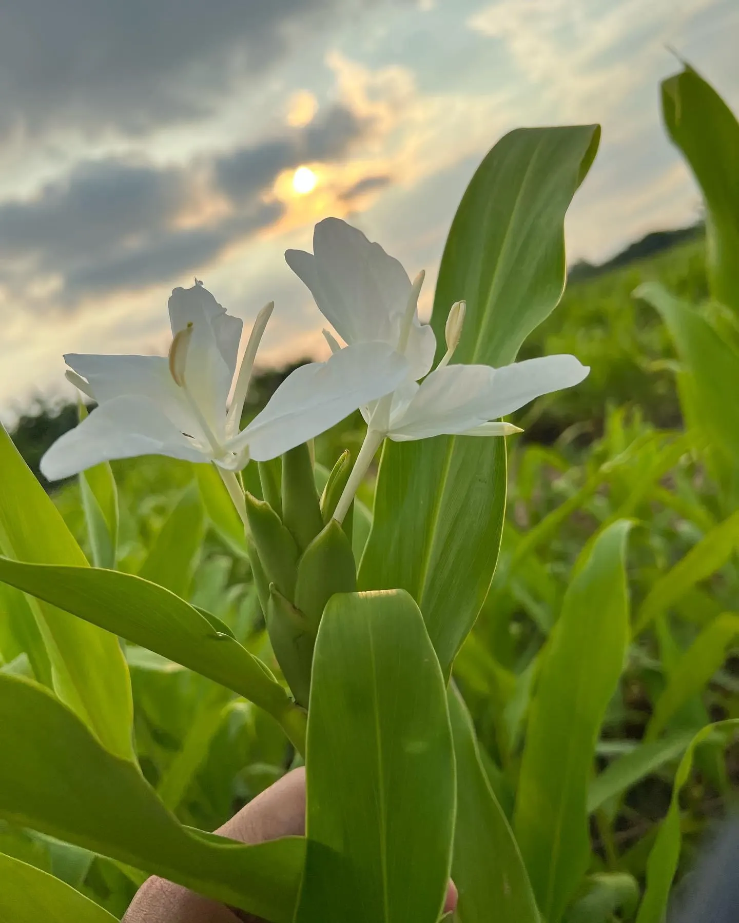 Ginger Lily (Hedychium Sp.) — The plant is recognized for its showy and aromatic flowers; they boast lance-shaped leaves that can be up to 2 feet, image 95