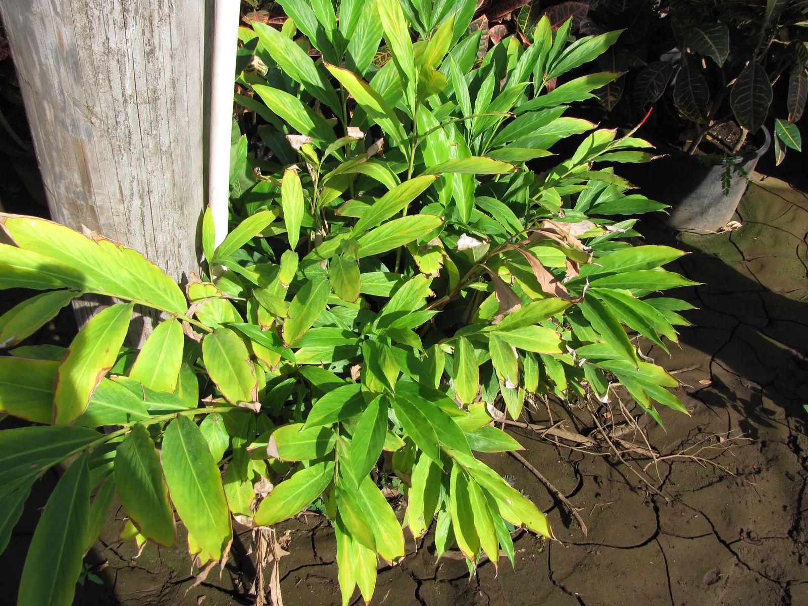 Ginger Lily (Hedychium Sp.) — perennial for full or half or shade; the cut flowers of Ginger Lily are excellent for arrangements