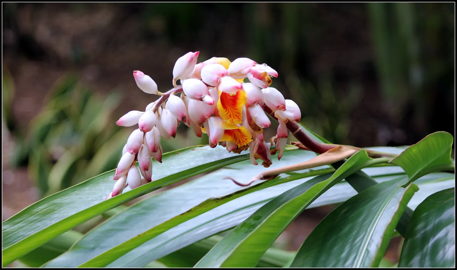 Ginger Lily (Hedychium Sp.) — Ginger Lilies can serve as a striking backdrop or as focal points in borders and beds