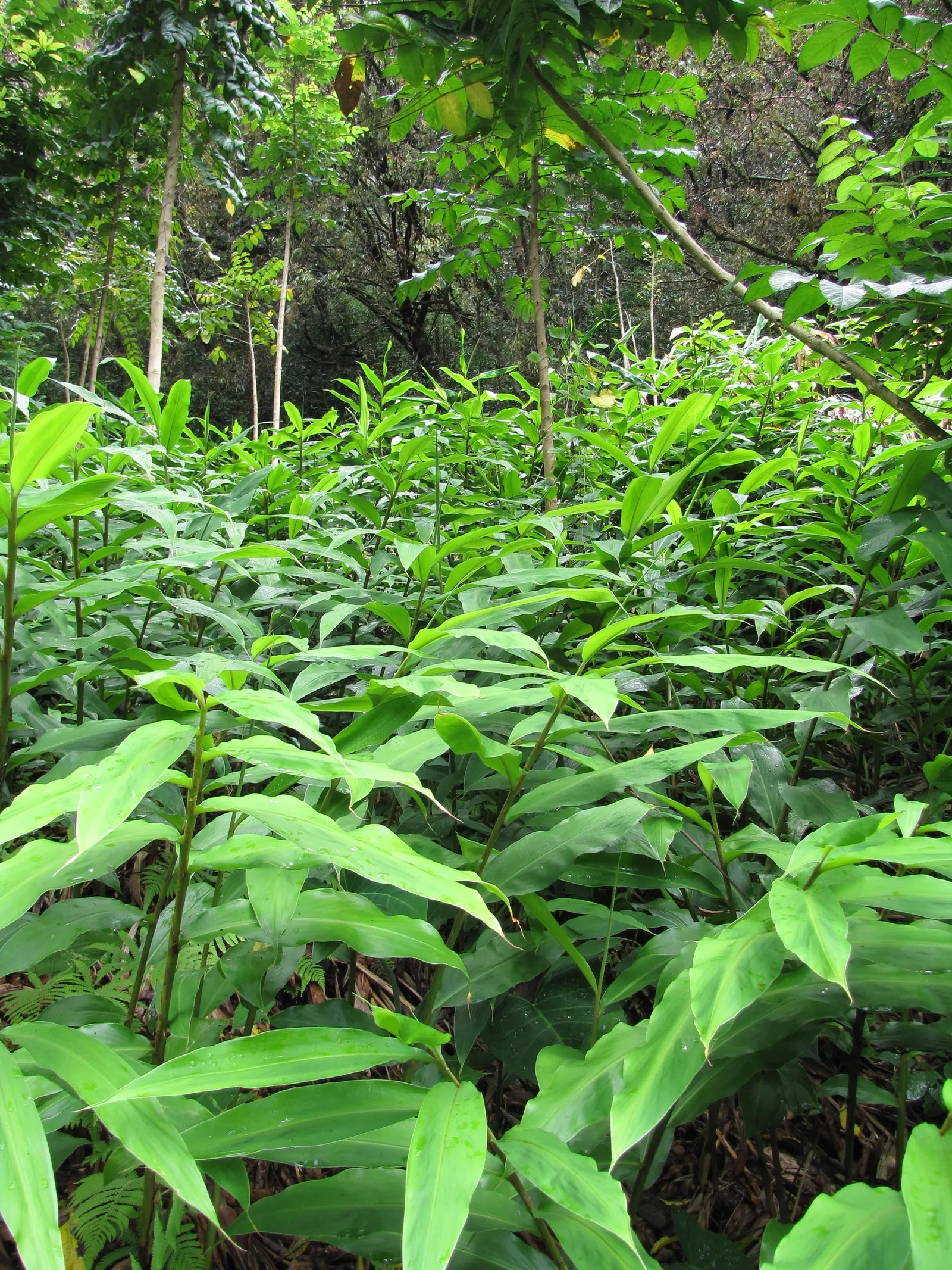 Ginger Lily (Hedychium Sp.) — regular watering and fertilization are advised during their active growing season; they boast lance-shaped leaves that can be up