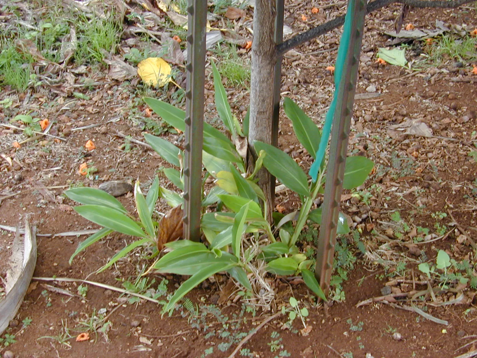 Ginger Lily (Hedychium Sp.) — it is recommended to place them in a location that receives partial to full sunlight; the plant is recognized for its showy and