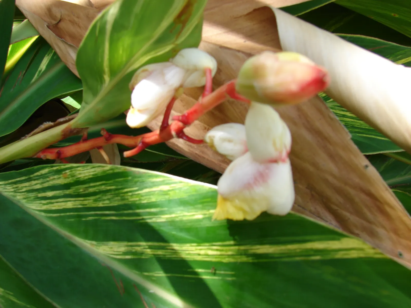 Ginger Lily (Hedychium Sp.) — their blooms captivate with vibrant hues ranging from white to yellow and even red; the cut flowers of Ginger Lily, image 104