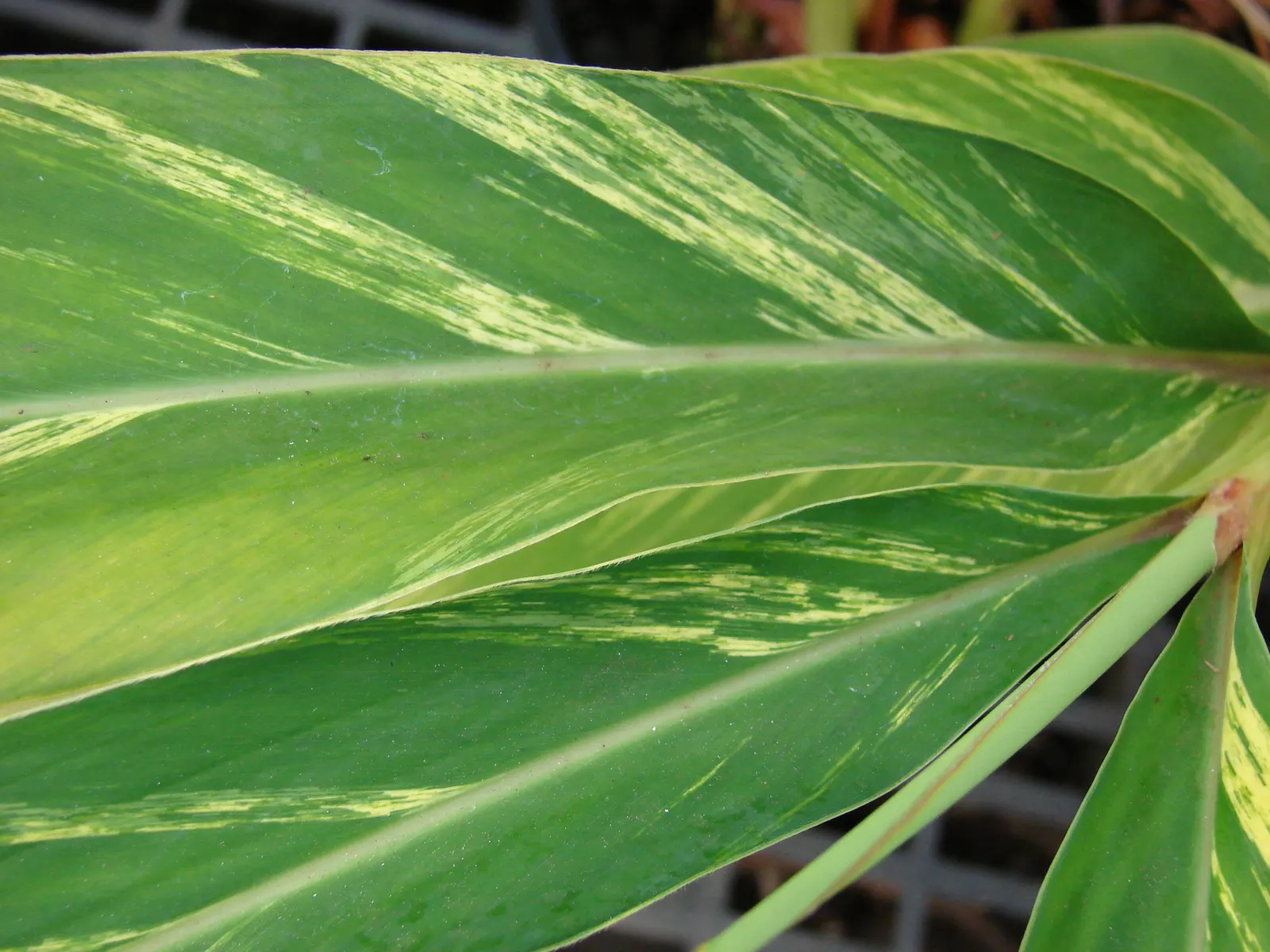 Ginger Lily (Hedychium Sp.) — with a spread of 2 to 3 feet; the cut flowers of Ginger Lily are excellent for arrangements